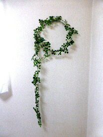 楽天市場 ツタ 植物 種類 植物 ジャスミン 花 観葉植物 花 ガーデン Diy の通販 楽天市場 ツタ 植物 種類 植物 ジャスミン 花 観葉植物 花 ガーデン Diy の通販