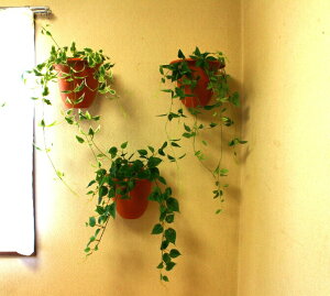 lHϗtAǊ|O[Ǌ|3肨Iщ