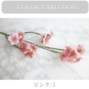 cB[fBAXv[  p[c S53cm J[oG[V sN u[ N[ x_[ [u Pi   Ԍa3cm A[XJ[@ԁ@AWg@Y@ԑ