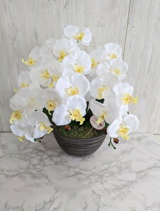 ԁ@̓Mtg@Ӓ@G}Hi@@bsO@bZ[WJ[h