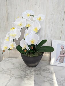 ԁ@Ӓ@G}Hi@Mtg@j@̓@bsO@