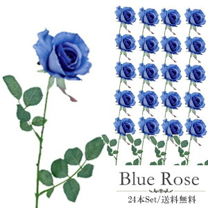   KN 24{ Zbg   Xv[@6FWJ PFBox o u[P ԑ CeA tFCNt[  PnG݁@u[[Y A[eBtBVt[  t