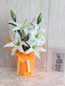 ԁ@@JTuJ|bgAW@AWt[@G}Hi@@̓Mtg@Vzj@