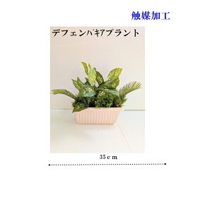 lHϗtA O[v^[ G}Hi ʎ󒍉\ 4肨Iщ 