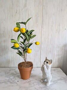 �l�H�ϗt�A���@�������c���[�@50cm�������c���[�@�_�C�������h�G�}���H�i�@�@�G�}���H�@�f�Ă��Ԋ�d�l�@������