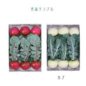 カブ 花の人気商品 通販 価格比較 価格 Com カブ 花の人気商品 通販 価格比較 価格 Com