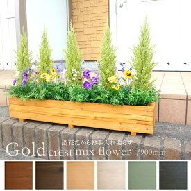 楽天市場 花 ガーデン Diy 植物の種類ゴールドクレスト アニス の通販