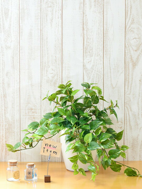 楽天市場 人工観葉植物テーブルポトス 造花 Udd触媒加工 送料無料 花言葉 永遠の富 ギフト 3780円 3000円 観葉植物 インテリアグリーン 消臭 抗ウイルス 防菌 防カビ お手入れはいりません 造花の専門店 きつつき 楽天市場 人工観葉植物テーブルポトス 造花 Udd触媒加工 送料無料 花言葉 永遠の富 ギフト 3780円 3000円 観葉植物 インテリアグリーン 消臭 抗ウイルス 防菌 防カビ お手入れはいりません 造花の専門店 きつつき