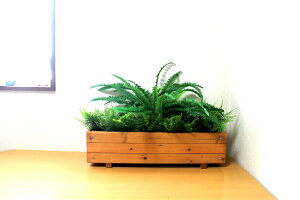 ベランダ 観葉植物の人気商品 通販 価格比較 価格 Com
