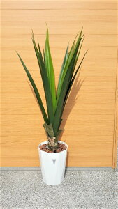 ylHϗtAzyAGzy130cmzyG}HzyOgpz