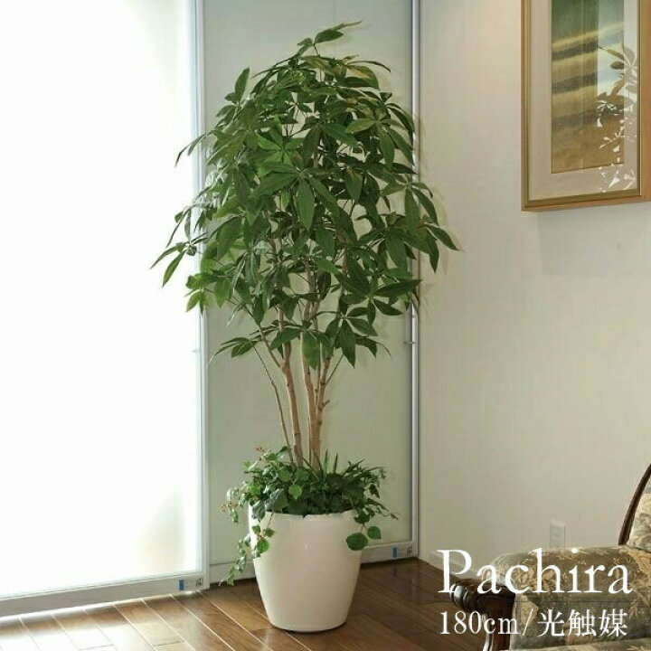 楽天市場】フェイクグリーン 観葉植物 フェイク 人工観葉植物 光触媒 