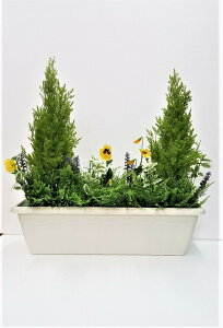 観葉植物 ゴールドクレストの人気商品 通販 価格比較 価格 Com