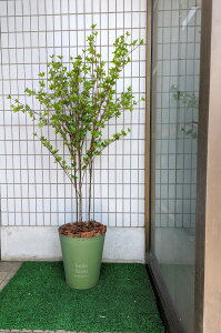 zfk-3 lHϗtA hE_ccWA1.4m@tFCNO[ ϗtA@fBXvC@JtFfBXvC@Ǝ{݁@IV@͂Ȃ@ȒP@G}@tFCN@O[