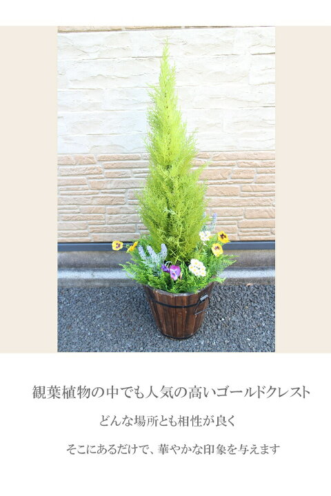楽天市場 人気ゴールドクレストウッドプランター 人工観葉植物 触媒加工 消臭 抗ウイルス 防菌 お手入れ不要 パンジー 可愛い 造花 屋外対応 造花の専門店 きつつき