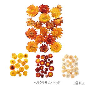 楽天市場 貝殻草 花 ガーデン Diy の通販