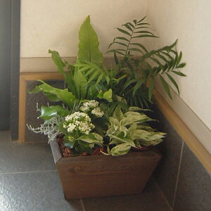 寄せ植えプランター(深底)Mサイズ 幅31cm×奥行31cm×高さ18cm多肉植物 観葉植物 家庭菜園 園芸用品 野菜 おしゃれ 鉢 庭 ガーデニング カバー ウッドプランター 日本製