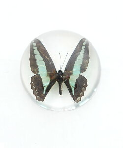 [SS281/3/5]REAL BUG (AoO) ASIAN SWALLOWTAIL / INDIAN FRITILLARY / COMMON BLUE BUTTERFLY DOME PAPERWEGHT o^tCh[y[p[EFCg W{