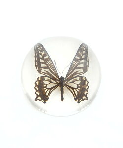 [SS281/3/5]REAL BUG (AoO) ASIAN SWALLOWTAIL / INDIAN FRITILLARY / COMMON BLUE BUTTERFLY DOME PAPERWEGHT o^tCh[y[p[EFCg W{