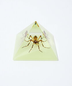 REAL BUG (���A���o�O)pyramid Black Scorpion Spider �s���~�b�h �T�\�� �X�p�C�_�[ �N�� [bo901]