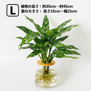 農業資材 ガーデニング アグラオネマ 観葉植物の人気商品・通販・価格 