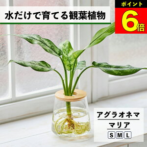 y3Ԍ15OFFz ϗtA k͔| AOIl} }A ňĂ nChJ`[ ygȂ CeA ϗtA S  Ă₷ ͔| A ~jϗtA 