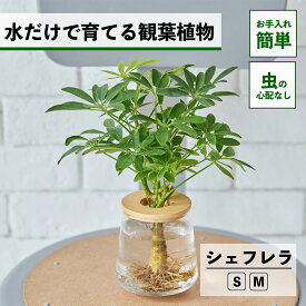 【2点以上購入で1,000円OFF】観葉植物 水耕栽培 シェフレラ カポック ハイドロカルチャー 水だけで育てる 土を使わない インテリア 観葉植物 初心者 室内 育てやすい 水栽培 植物 卓上 リビング 日陰 洗面所 小さい 小型 鉢 WOOTANG ウータン 植物 かわいい