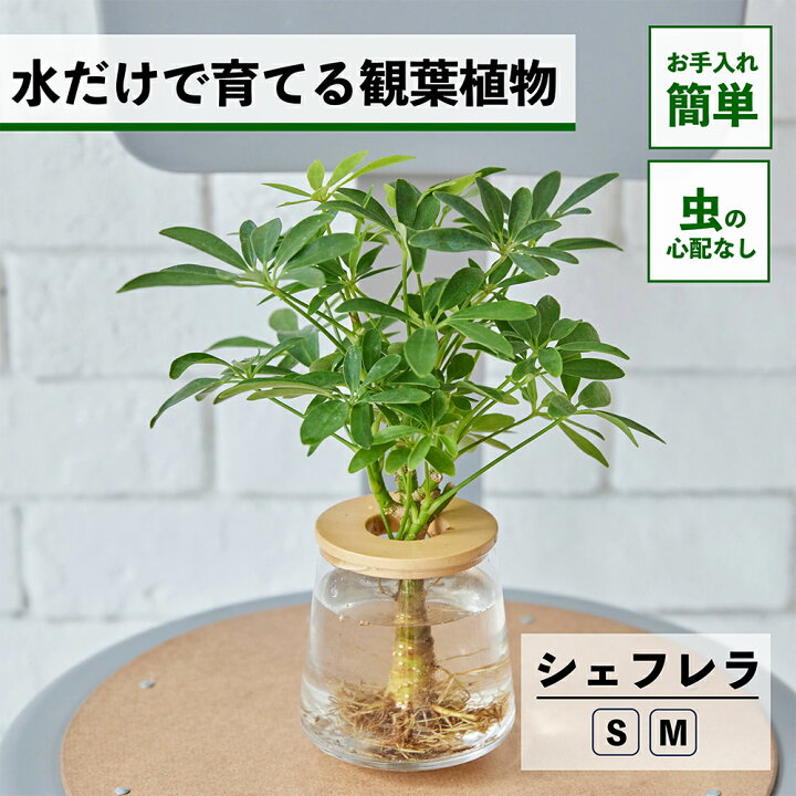 楽天市場】【2点以上購入で1,000円OFF】観葉植物 水耕栽培 シェフレラ 