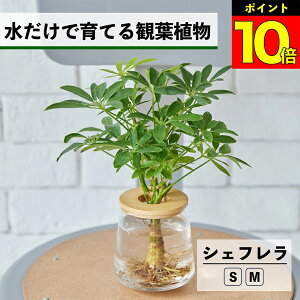 【2つ以上購入で1,000円OFF】 観葉植物 水耕栽培 シェフレラ カポック ハイドロカルチャー 水だけで育てる 土を使わない インテリア 観葉植物 初心者 室内 育てやすい 水栽培 植物 卓上 リビン