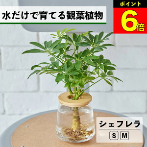 y3Ԍ15OFFz ϗtA k͔| VFt J|bN nChJ`[ ňĂ ygȂ CeA ϗtA S  Ă₷ ͔| A  rO 