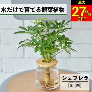 ySi10OFF{ő20N[|z ϗtA k͔| VFt J|bN nChJ`[ ňĂ ygȂ CeA ϗtA S  Ă₷ ͔| A 