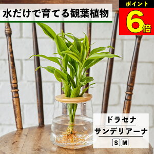 【3日間限定15%OFF】 観葉植物 水耕栽培 ドラセナ サンデリアーナ ハイドロカルチャー 水だけで育てる 土を使わない インテリア 観葉植物 初心者 室内 育てやすい 水栽培 植物 卓上 リビング