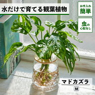 【2点以上購入で1,000円OFF】観葉植物 水耕栽培 マドカズラ 水だけで育てる ハイドロカルチャー 土を使わ…