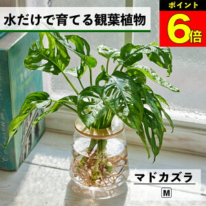 【3日間限定15%OFF】 観葉植物 水耕栽培 マドカズラ 水だけで育てる ハイドロカルチャー 土を使わない インテリア グリーン 初心者 室内 育てやすい 水栽培 植物 ミニ 卓上 リビング 日陰 玄