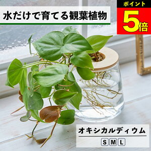 y2Ԍ20OFFz ϗtA k͔| ILVJfBE ňĂ nChJ`[ ygȂ CeA O[  Ă₷ ͔| A ~j   ^ 