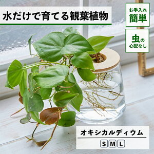 【2点以上購入で1,000円OFF】 観葉植物 水耕栽培 オキシカルディウム 水だけで育てる ハイドロカルチャー 土を使わない インテリア グリーン 室内 育てやすい 水栽培 植物 ミニ 卓上 小さい 小