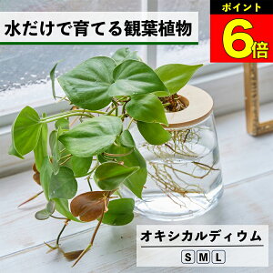 y3Ԍ15OFFz ϗtA k͔| ILVJfBE ňĂ nChJ`[ ygȂ CeA O[  Ă₷ ͔| A ~j   ^ 