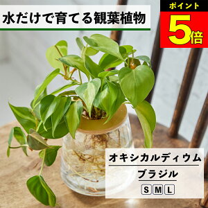 �ϗt�A�� ���k�͔| �I�L�V�J���f�B�E���u���W�� �������ň�Ă� �n�C�h���J���`���[ �y���g��Ȃ� �C���e���A �ϗt�A�� ���S�� ���� ��Ă₷�� ���͔| �A�� �~�j ��� ���r���O ���� ����