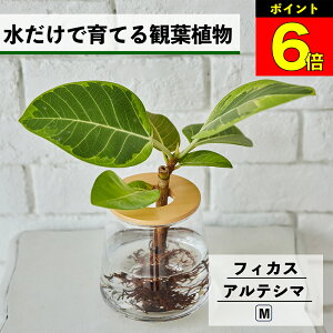 【3日間限定15%OFF】 観葉植物 水耕栽培 フィカス アルテシマ ハイドロカルチャー 水だけで育てる 土を使わない インテリア 観葉植物 初心者 室内 育てやすい 水栽培 植物 ミニ 卓上 リビン
