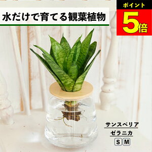 y2Ԍ20OFFz ϗtA k͔| TXxA [jJ nChJ`[ ňĂ ygȂ CeA O[ S  Ă₷ ͔| A  rO 