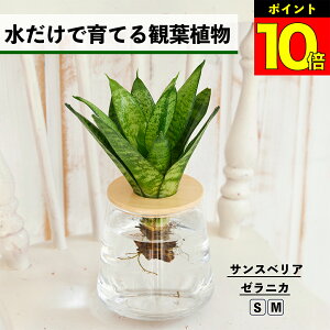 【2つ以上購入で1,000円OFF】 観葉植物 水耕栽培 サンスベリア ゼラニカ ハイドロカルチャー 水だけで育てる 土を使わない インテリア グリーン 初心者 室内 育てやすい 水栽培 植物 卓上 リビ
