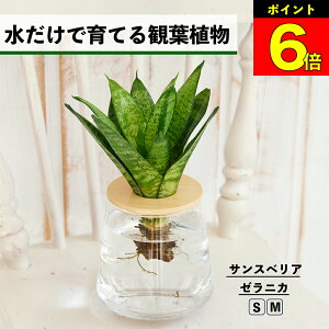 【3日間限定15%OFF】 観葉植物 水耕栽培 サンスベリア ゼラニカ ハイドロカルチャー 水だけで育てる 土を使わない インテリア グリーン 初心者 室内 育てやすい 水栽培 植物 卓上 リビング