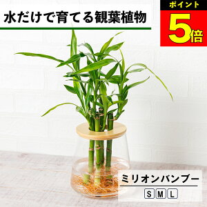 y2_ȏw1,000~OFFz ϗtA ~Iou[ k͔| nChJ`[ ňĂ ygȂ CeA J^| xM| N| ϗtA S  Ă₷ 