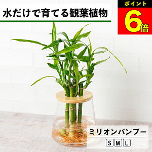 【3日間限定15%OFF】 観葉植物 ミリオンバンブー 水耕栽培 ハイドロカルチャー 水だけで育てる 土を使わない インテリア 開運竹 富貴竹 万年竹 観葉植物 初心者 室内 育てやすい 水栽培 植物