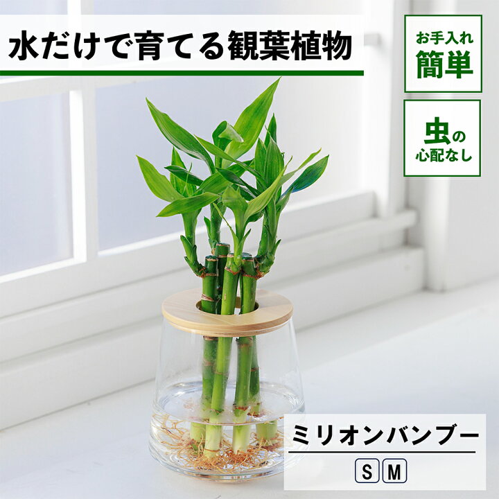 楽天市場】【2点以上購入で1,000円OFF】 観葉植物 ミリオンバンブー 水 