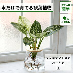 y2_ȏw1,000~OFFz ϗtA k͔| tBfh o[L ňĂ nChJ`[ ygȂ CeA ϗtA S  Ă₷ ͔| A  