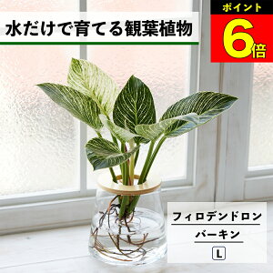 y3Ԍ15OFFz ϗtA k͔| tBfh o[L ňĂ nChJ`[ ygȂ CeA ϗtA S  Ă₷ ͔| A  r