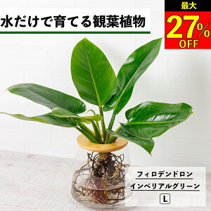 ySi10OFF{ő20N[|z ϗtA k͔| tBfh CyAO[ ňĂ ygȂ nChJ`[ ϗtA k͔| CeA A  