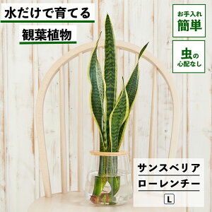 y2_ȏw1,000~OFFz ϗtA TXxA [`[ k͔| nChJ`[ Ă gmI ygȂ CeA ϗtA S  Ă₷ ͔| A