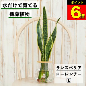 【3日間限定15%OFF】 観葉植物 サンスベリア ローレンチー 水耕栽培 ハイドロカルチャー 水だけ育てる トラノオ 土を使わない インテリア 観葉植物 初心者 室内 育てやすい 水栽培 植物 リビ