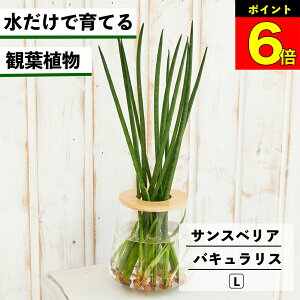【3日間限定15%OFF】 観葉植物 水耕栽培 サンスベリア バキュラリス 水だけで育てる ハイドロカルチャー 土を使わない インテリア 観葉植物 初心者 室内 育てやすい 水栽培 植物 ミニ観葉植